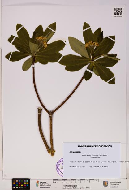 Ovidia andina [Espécimen: UDEC:CONC:0183094]
