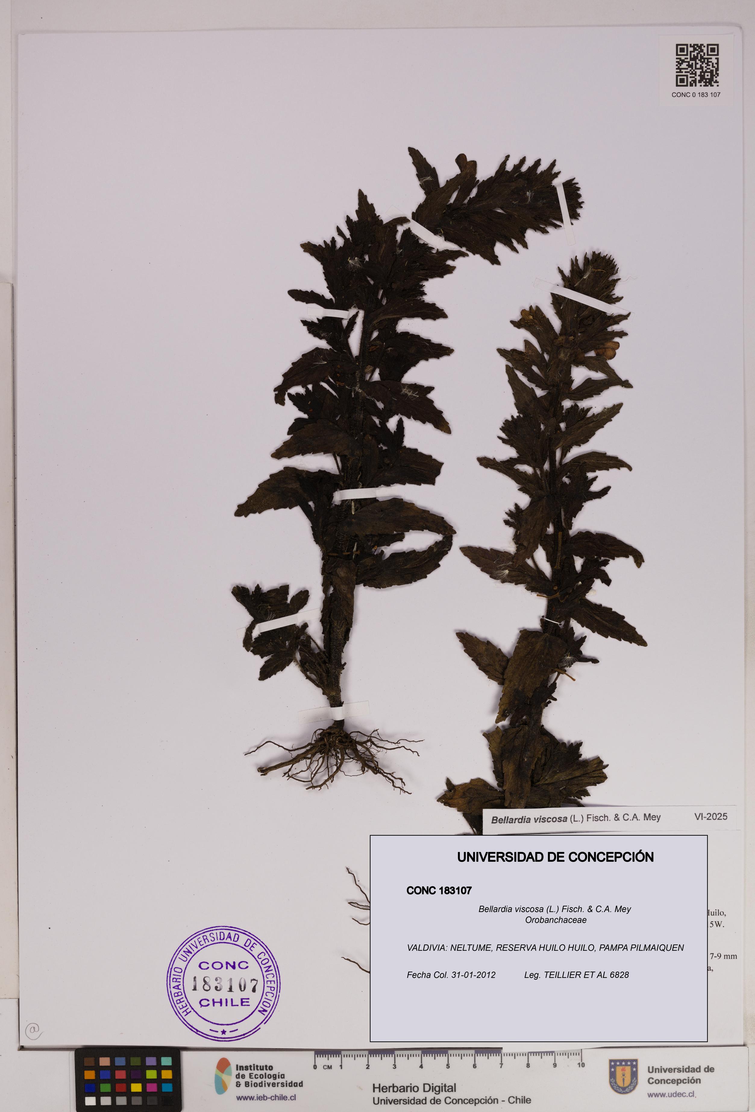 Bellardia viscosa [Espécimen: UDEC:CONC:0183107]