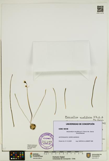Atacamallium minutiflorum [Espécimen: UDEC:CONC:0183109]