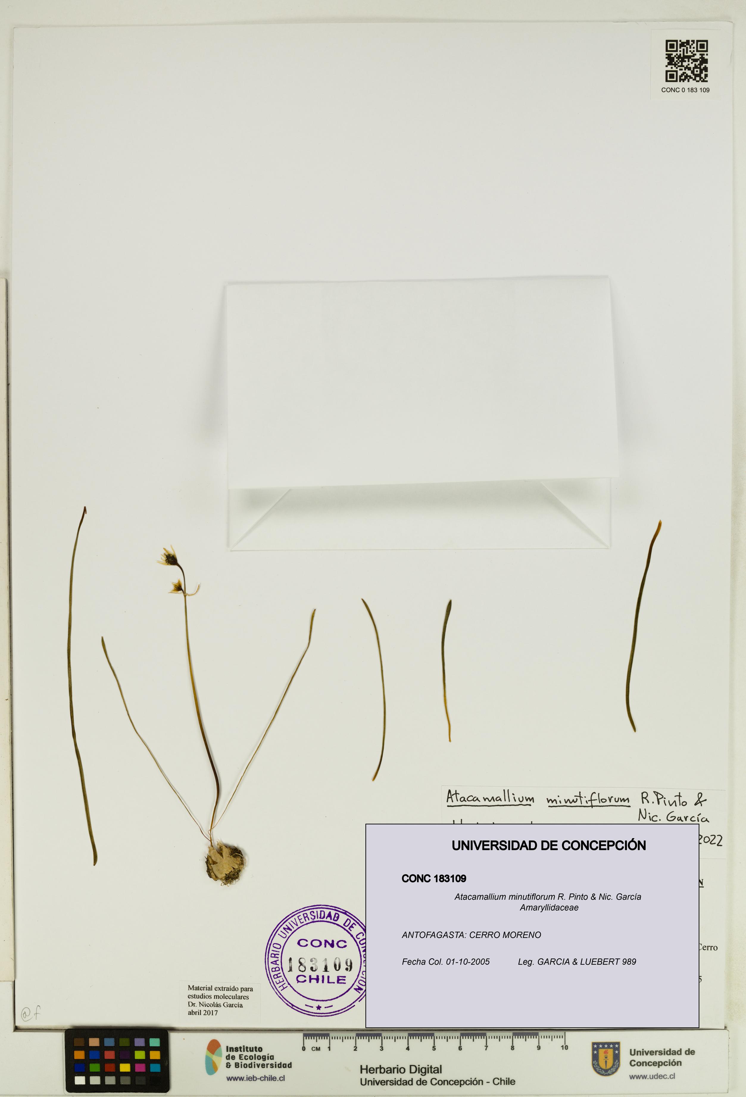 Atacamallium minutiflorum [Espécimen: UDEC:CONC:0183109]