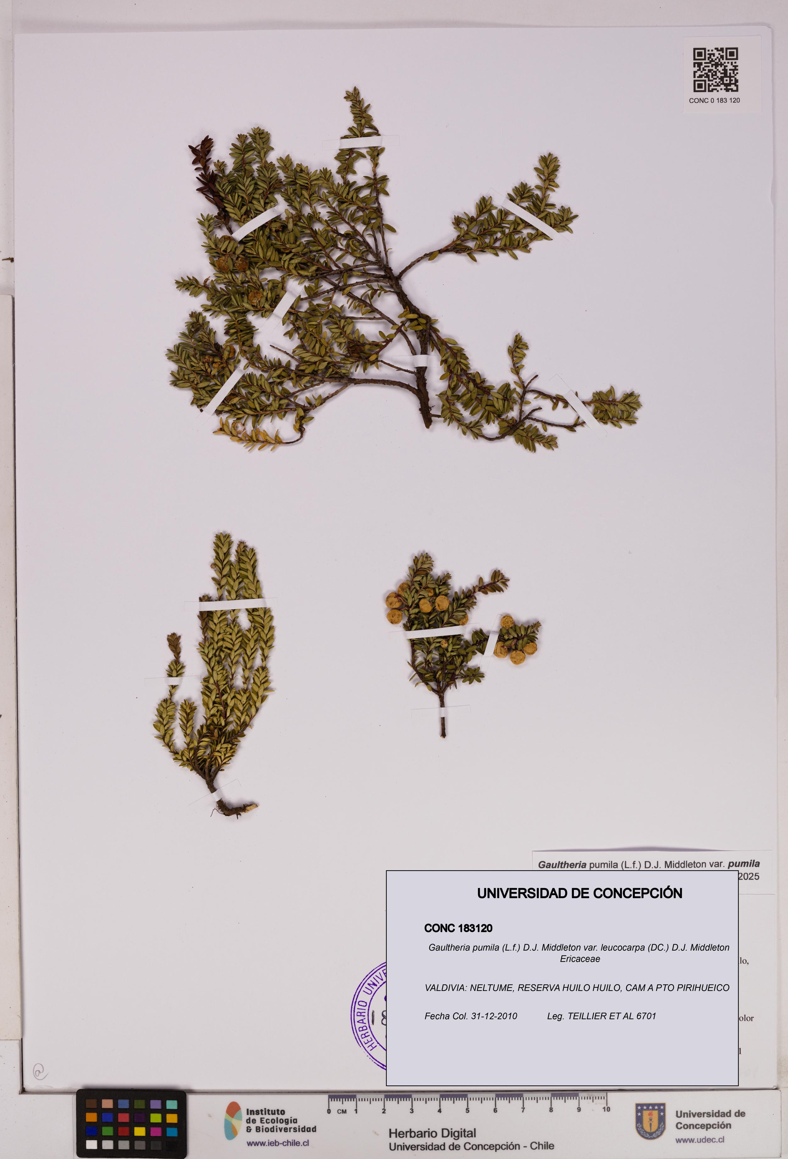 Gaultheria pumila var. leucocarpa [Espécimen: UDEC:CONC:0183120]