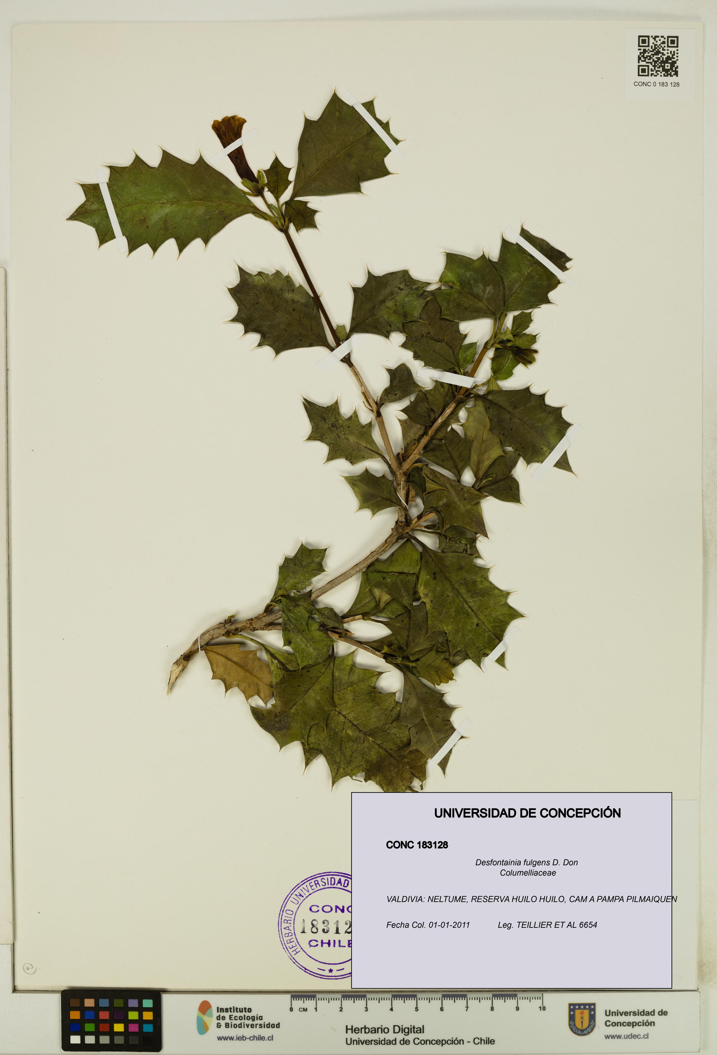 Desfontainia fulgens [Espécimen: UDEC:CONC:0183128]