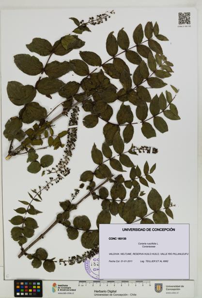 Coriaria ruscifolia [Espécimen: ]