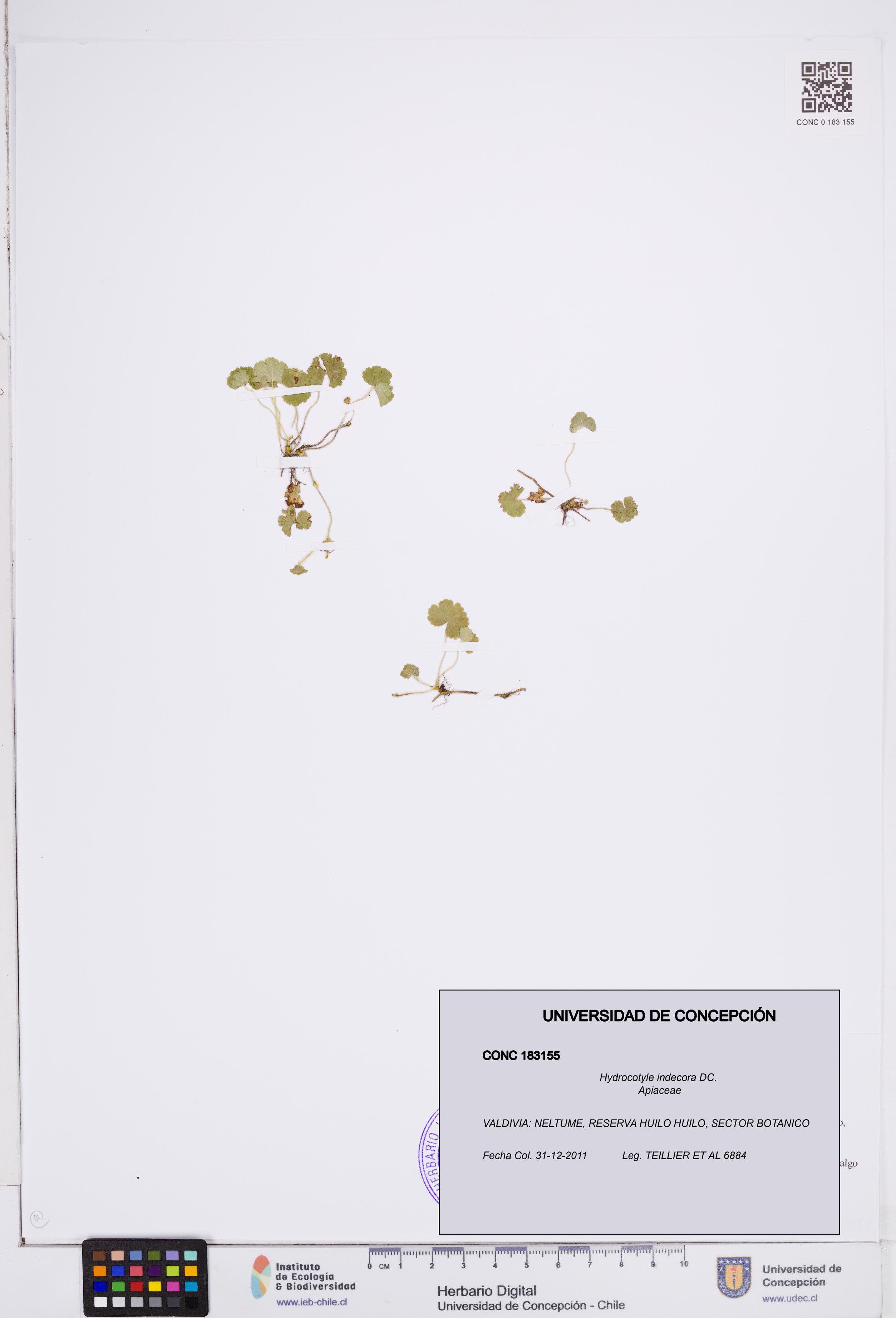 Hydrocotyle indecora [Espécimen: ]