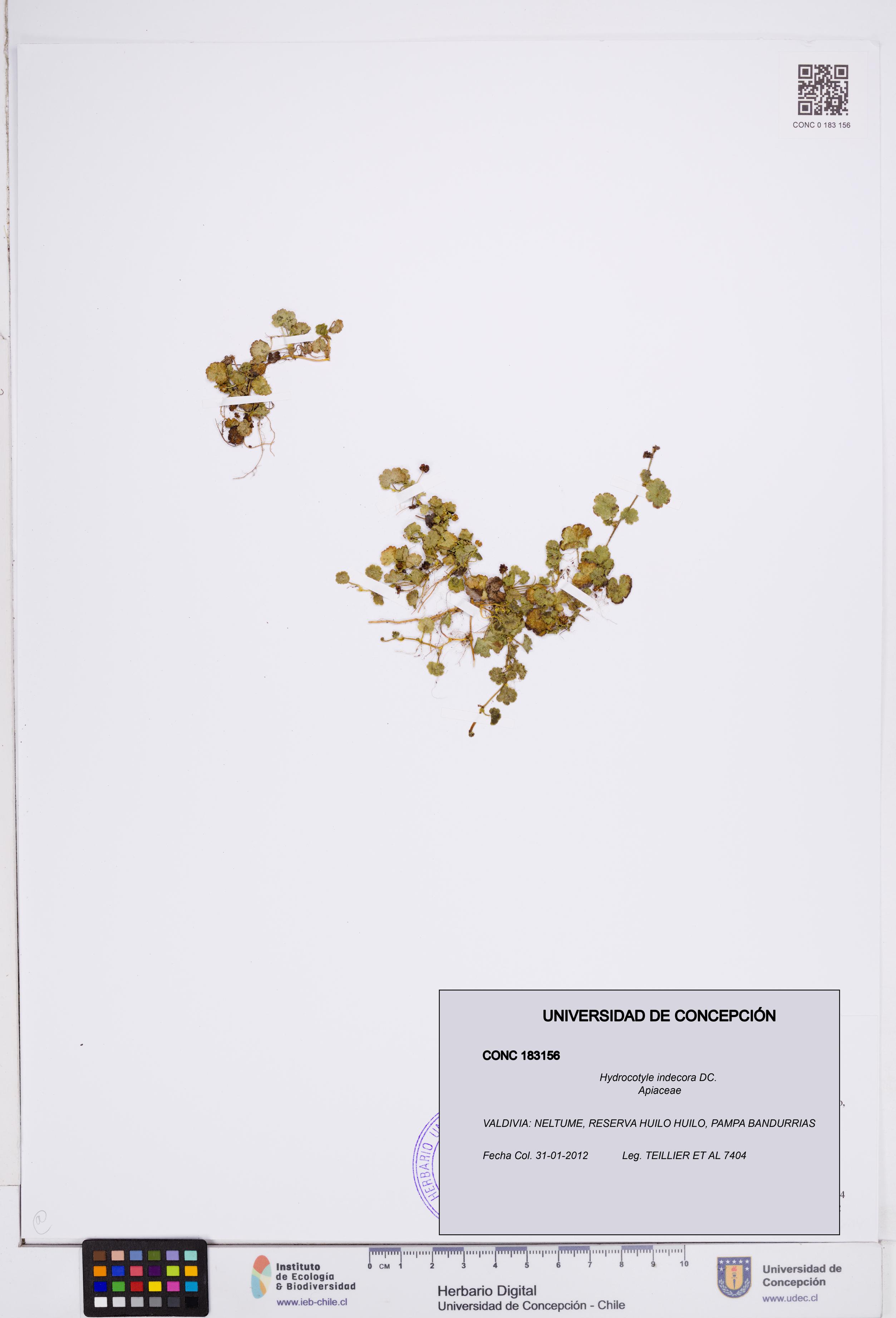 Hydrocotyle indecora [Espécimen: ]