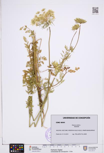 Daucus carota [Espécimen: ]