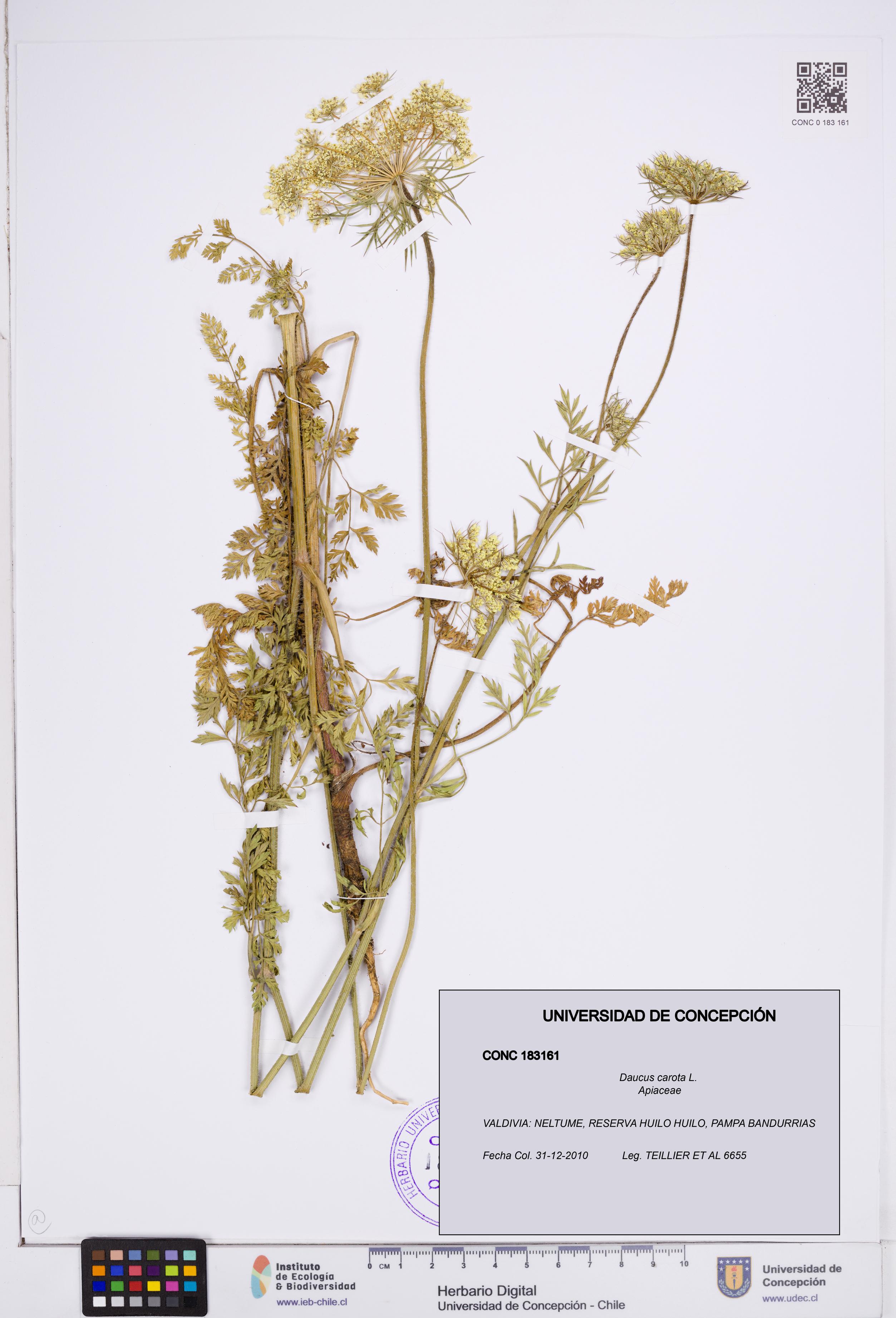 Daucus carota [Espécimen: ]