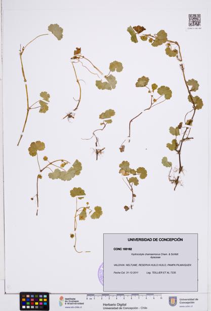 Hydrocotyle chamaemorus [Espécimen: ]