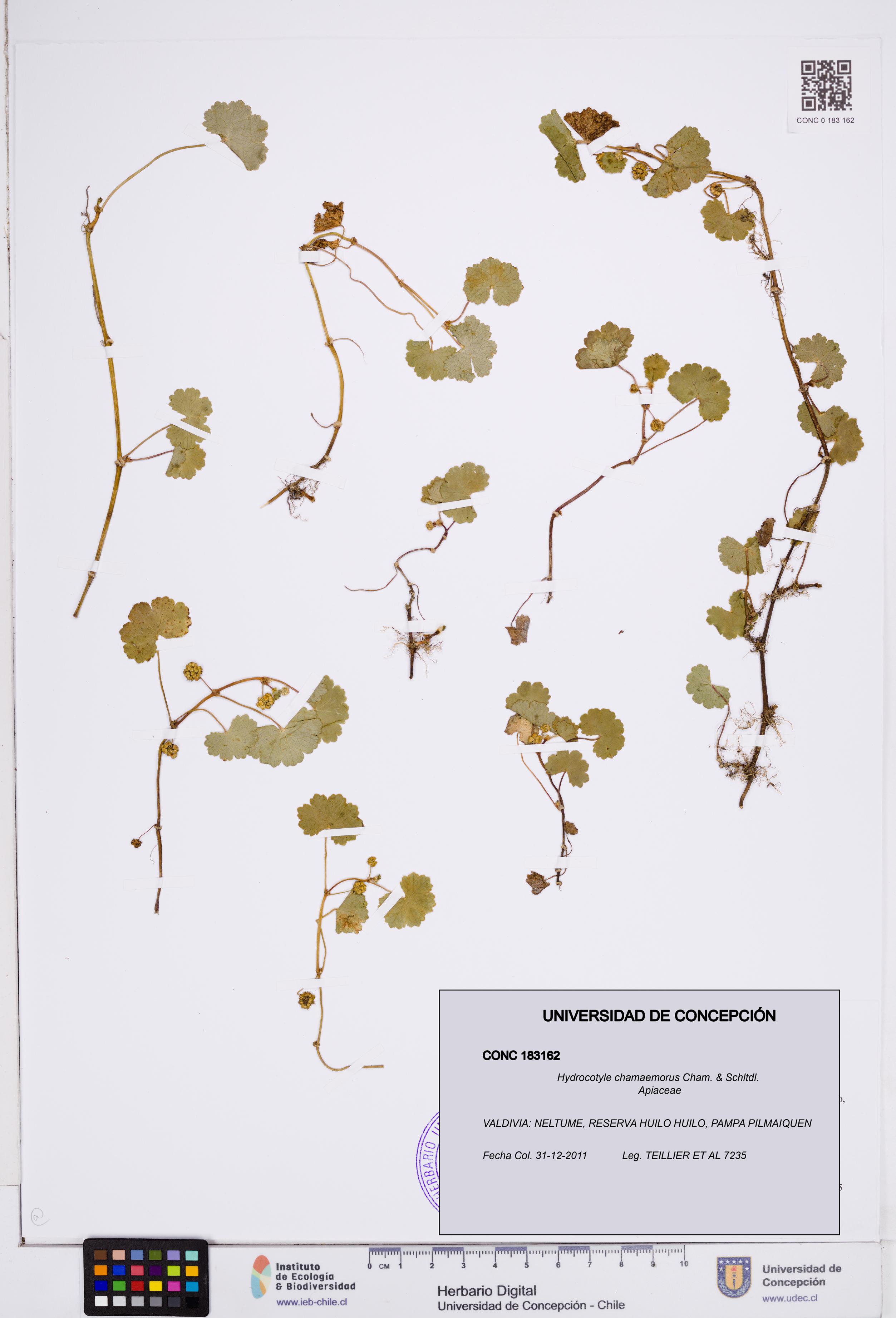 Hydrocotyle chamaemorus [Espécimen: ]