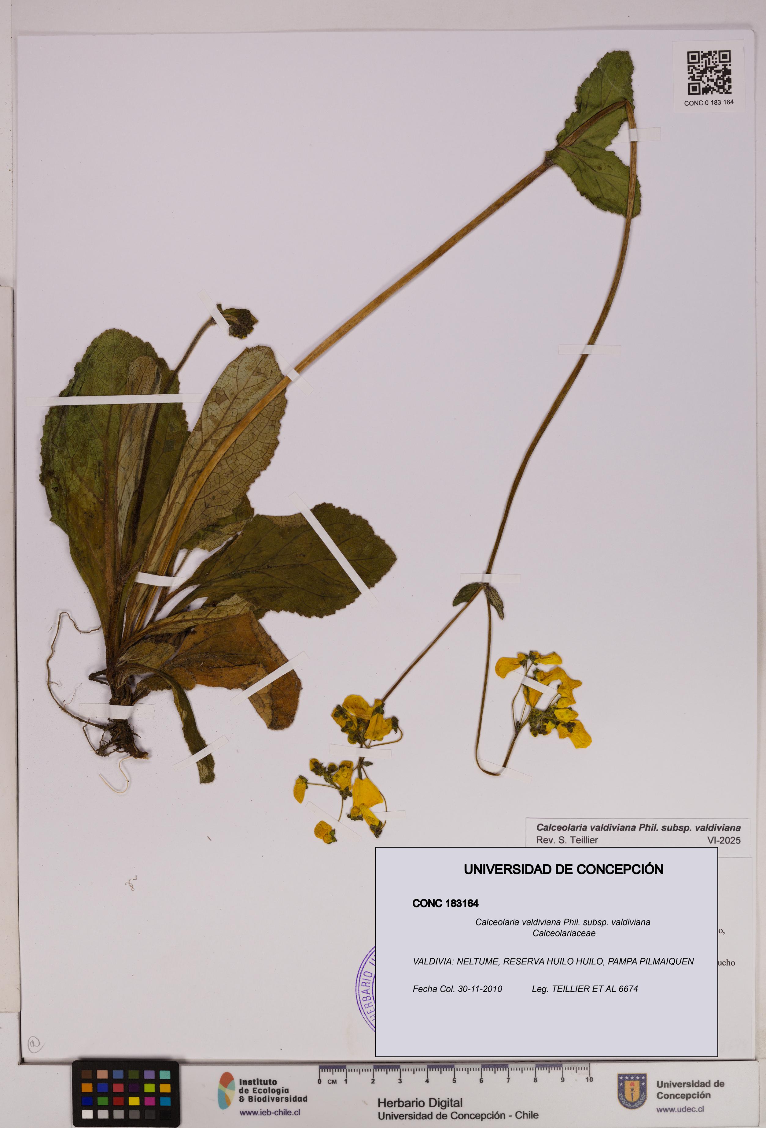 Calceolaria valdiviana subsp. valdiviana [Espécimen: UDEC:CONC:0183164]