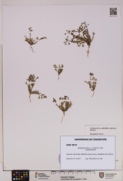 Spergularia rubra [Espécimen: UDEC:CONC:0183173]
