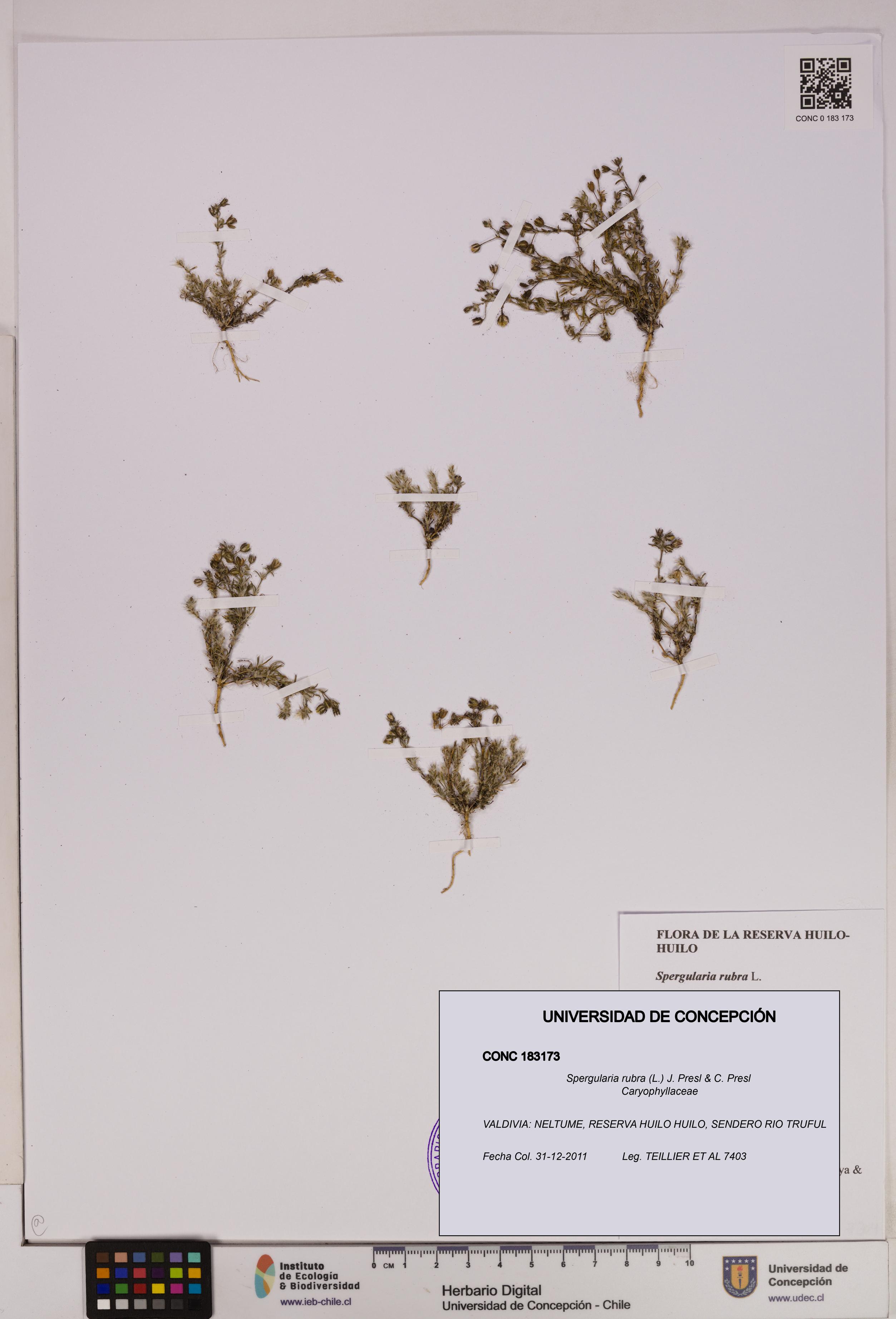 Spergularia rubra [Espécimen: UDEC:CONC:0183173]