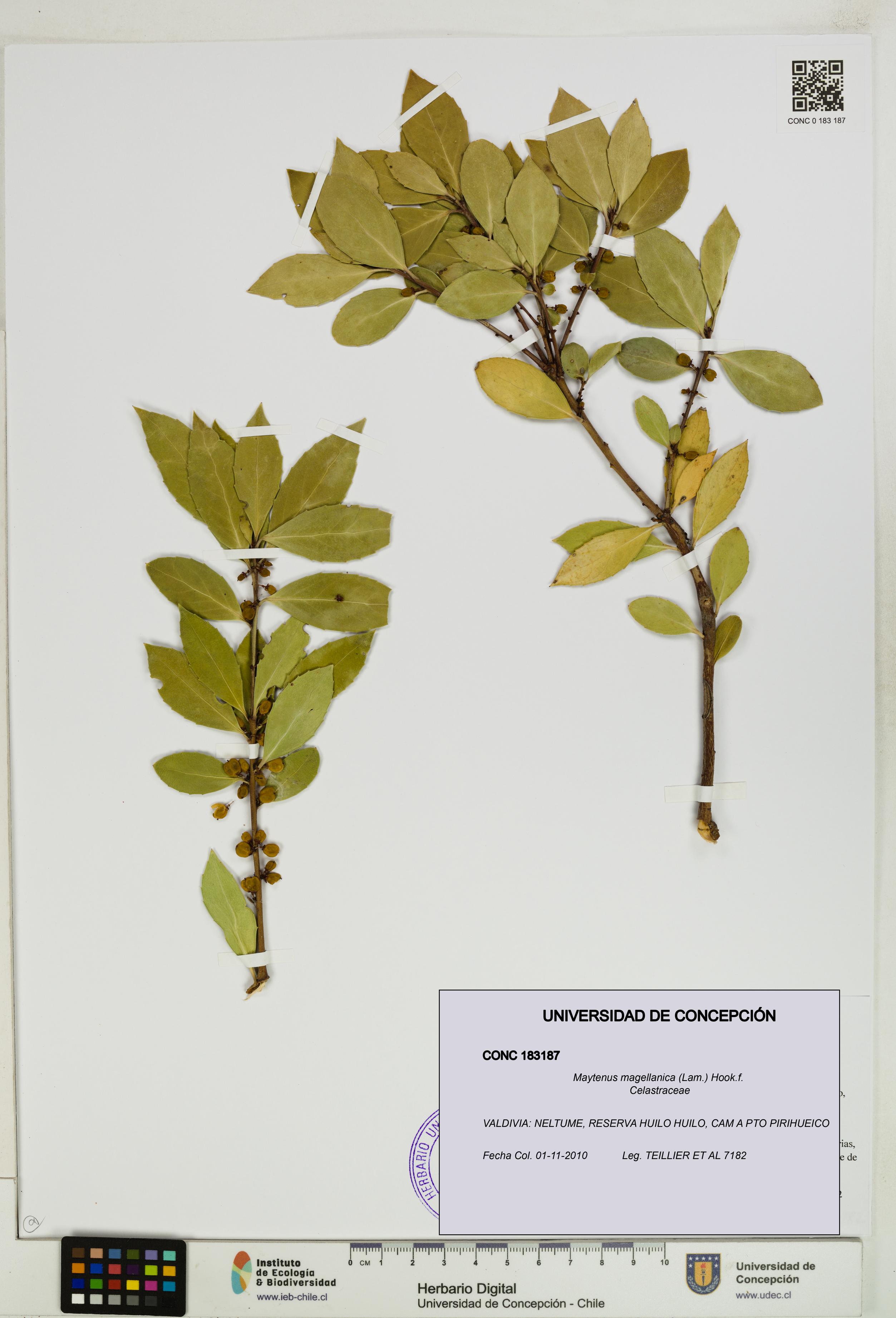 Maytenus magellanica [Espécimen: UDEC:CONC:0183187]