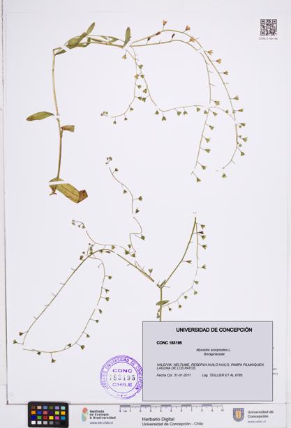 Myosotis scorpioides [Espécimen: ]