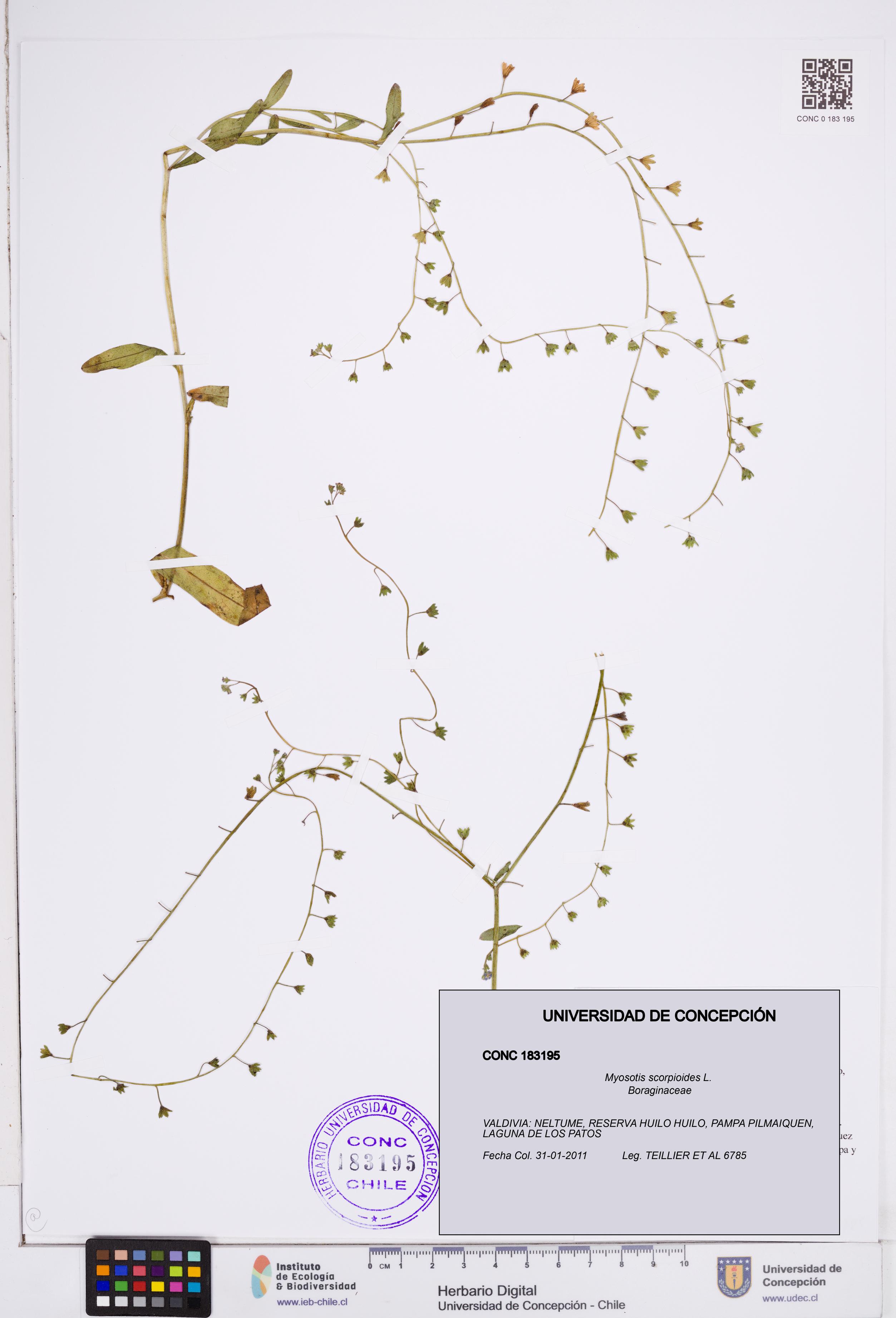 Myosotis scorpioides [Espécimen: ]