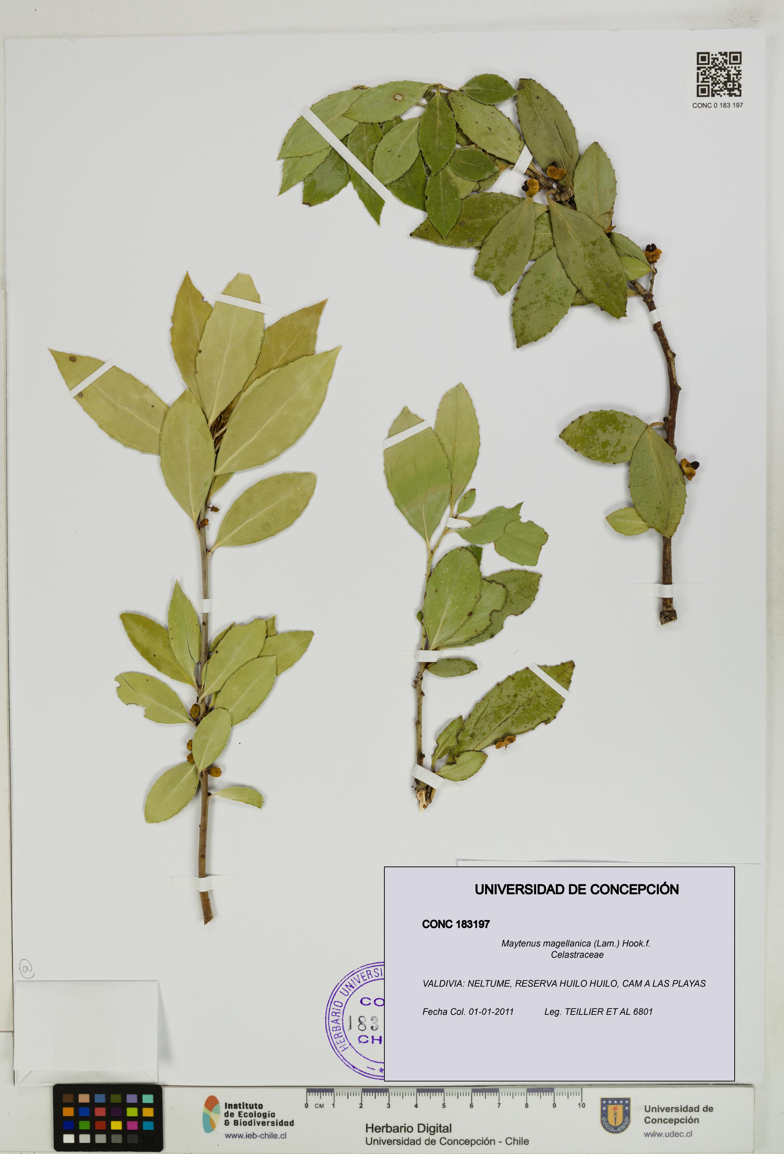 Maytenus magellanica [Espécimen: UDEC:CONC:0183197]