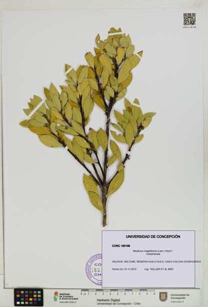 Maytenus magellanica [Espécimen: UDEC:CONC:0183198]
