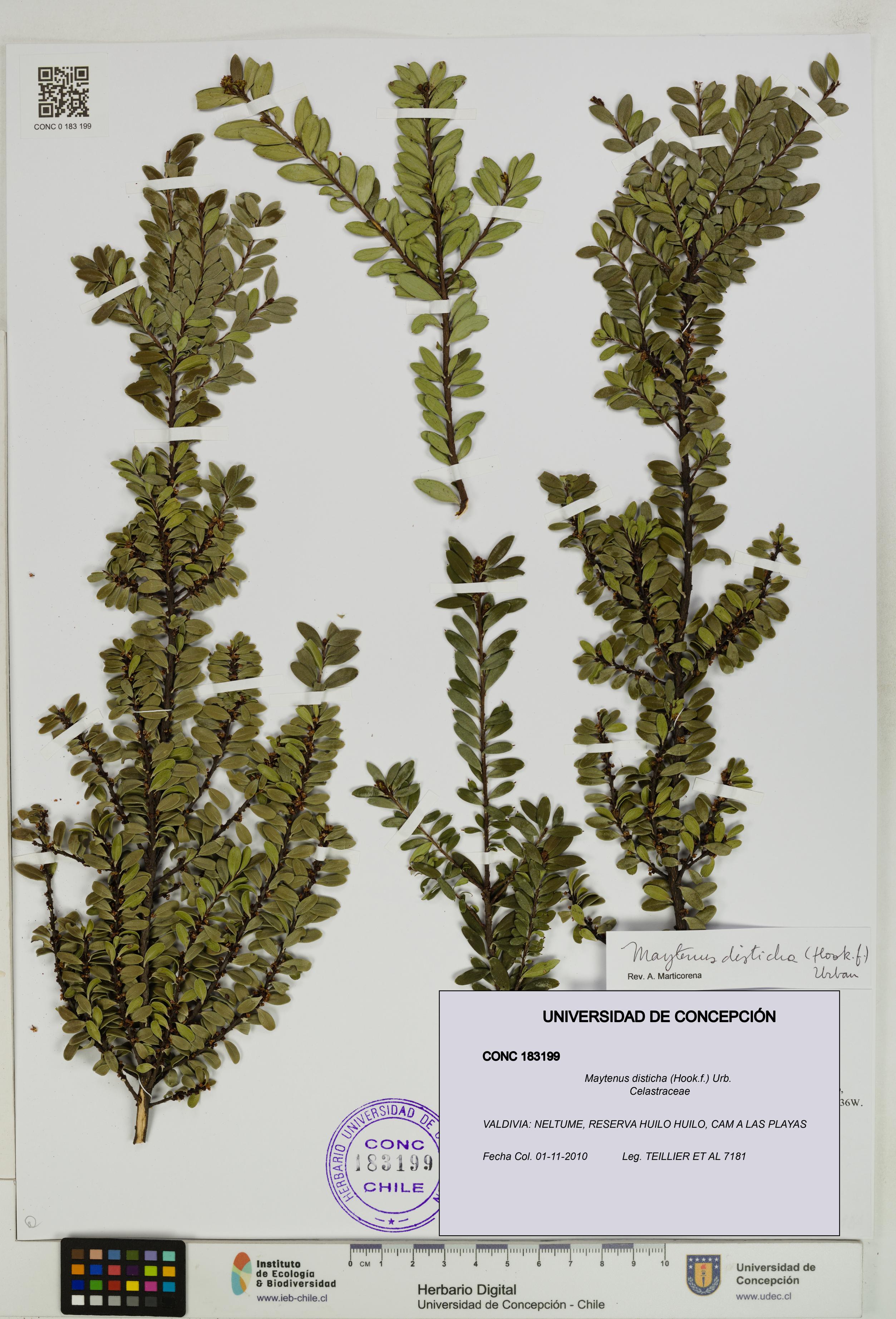 Maytenus disticha [Espécimen: UDEC:CONC:0183199]