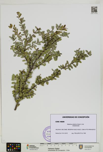 Maytenus disticha [Espécimen: UDEC:CONC:0183200]