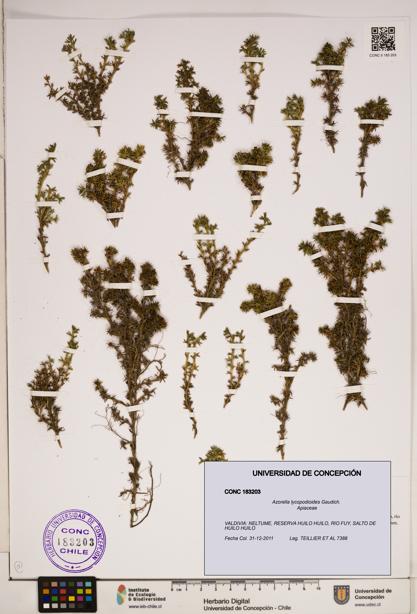 Azorella lycopodioides [Espécimen: ]