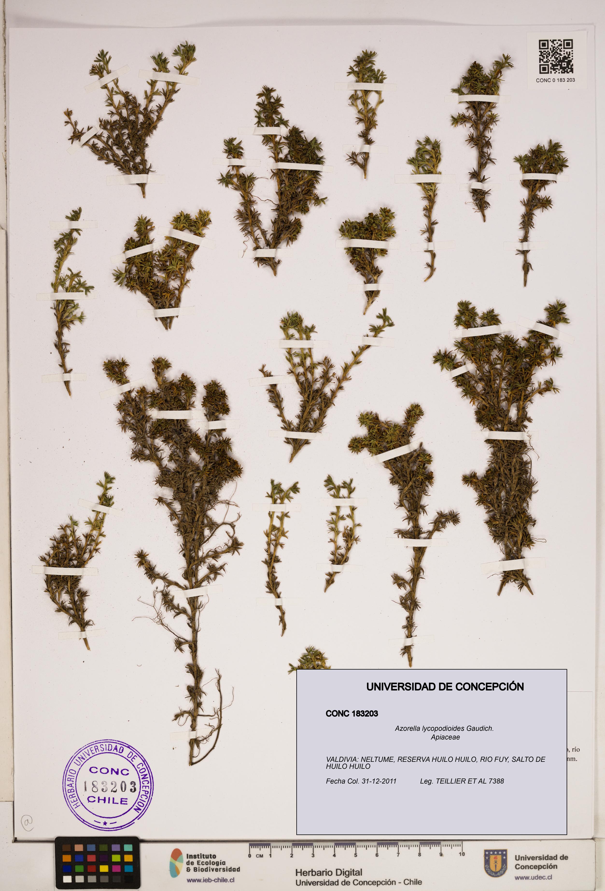 Azorella lycopodioides [Espécimen: ]