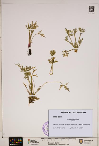 Azorella trifoliolata [Espécimen: ]