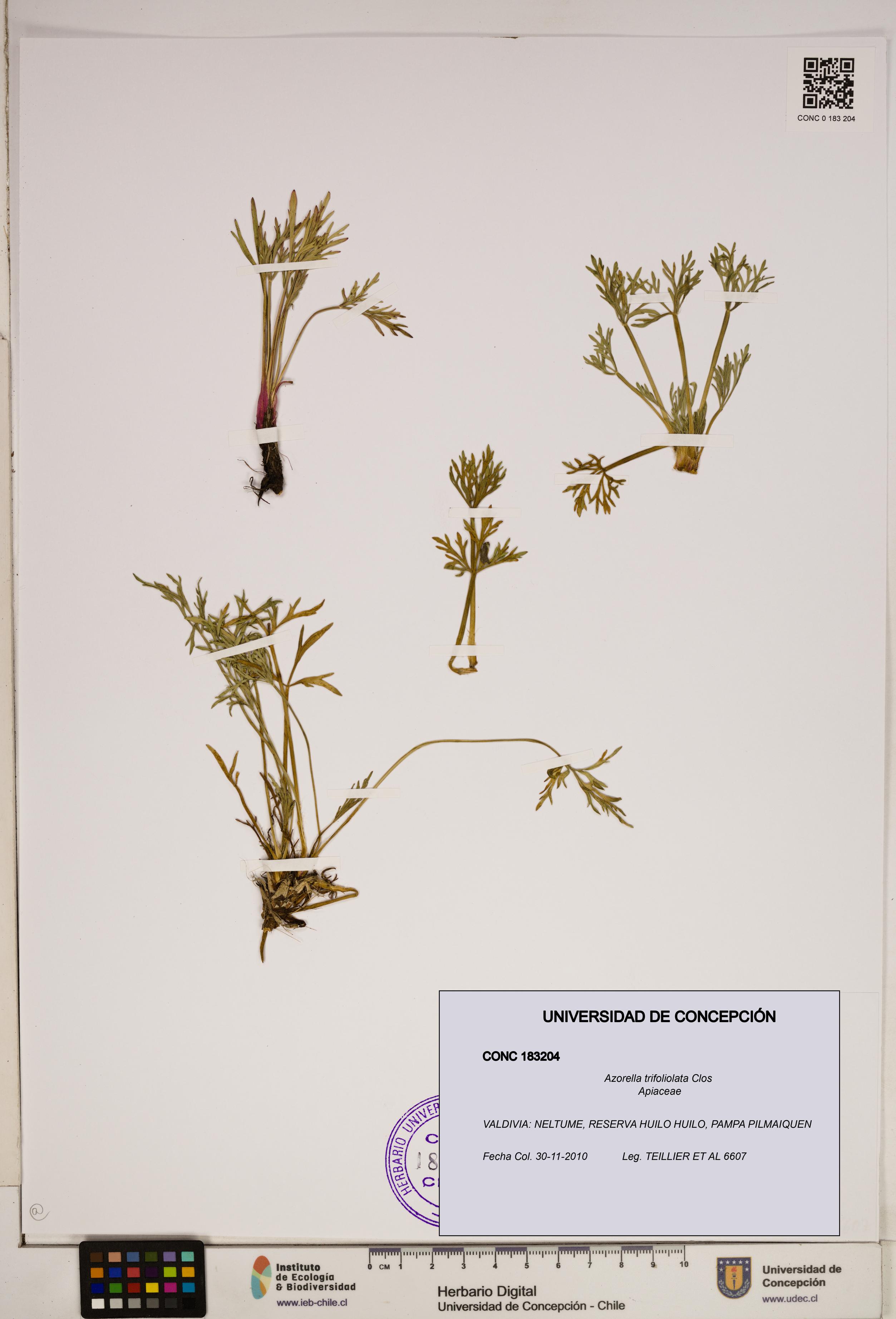 Azorella trifoliolata [Espécimen: ]