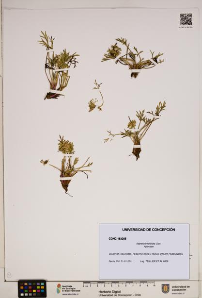 Azorella trifoliolata [Espécimen: ]