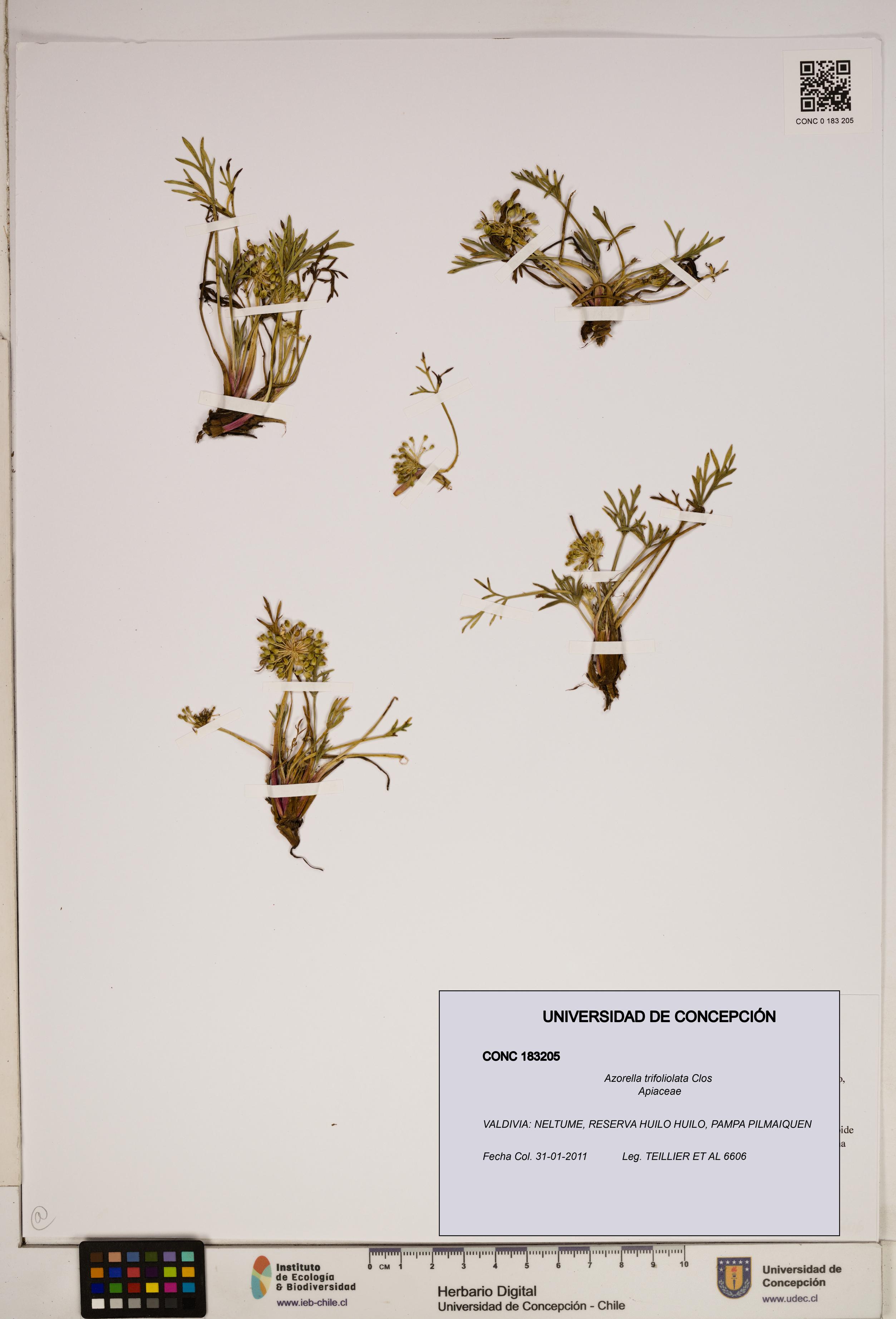 Azorella trifoliolata [Espécimen: ]