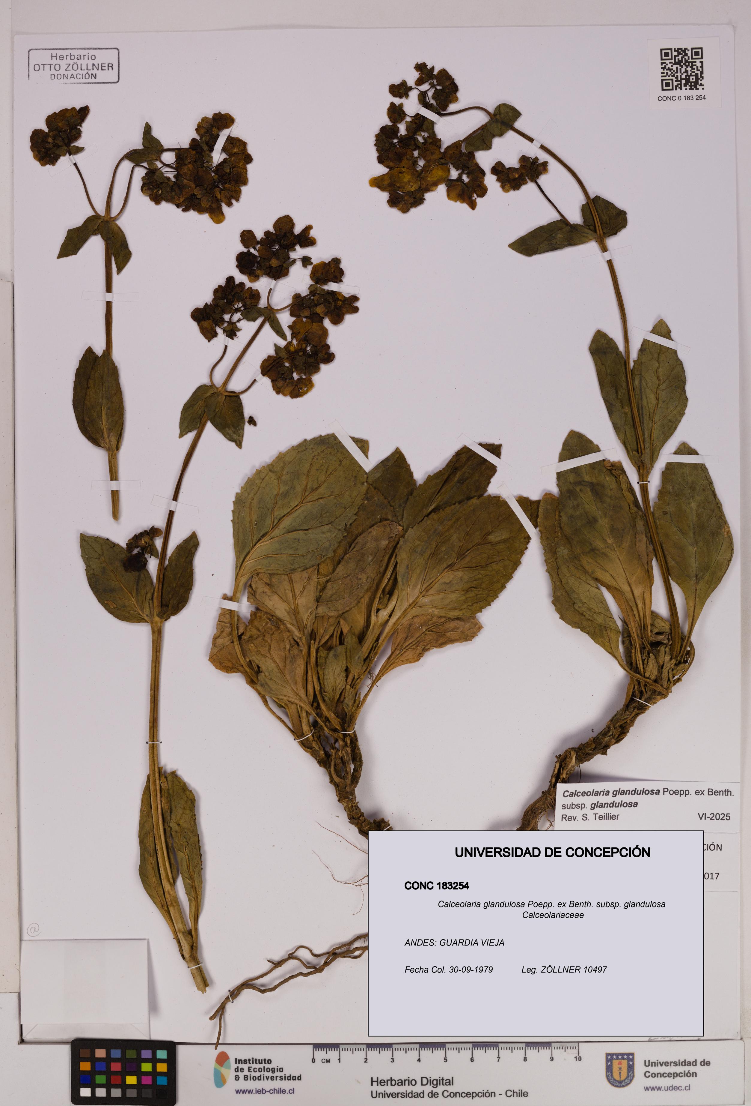 Calceolaria glandulosa [Espécimen: UDEC:CONC:0183254]