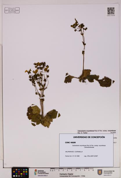 Calceolaria corymbosa [Espécimen: UDEC:CONC:0183255]