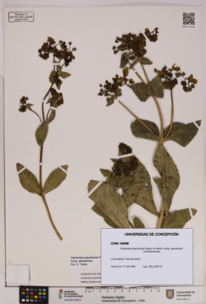 Calceolaria glandulosa [Espécimen: UDEC:CONC:0183266]