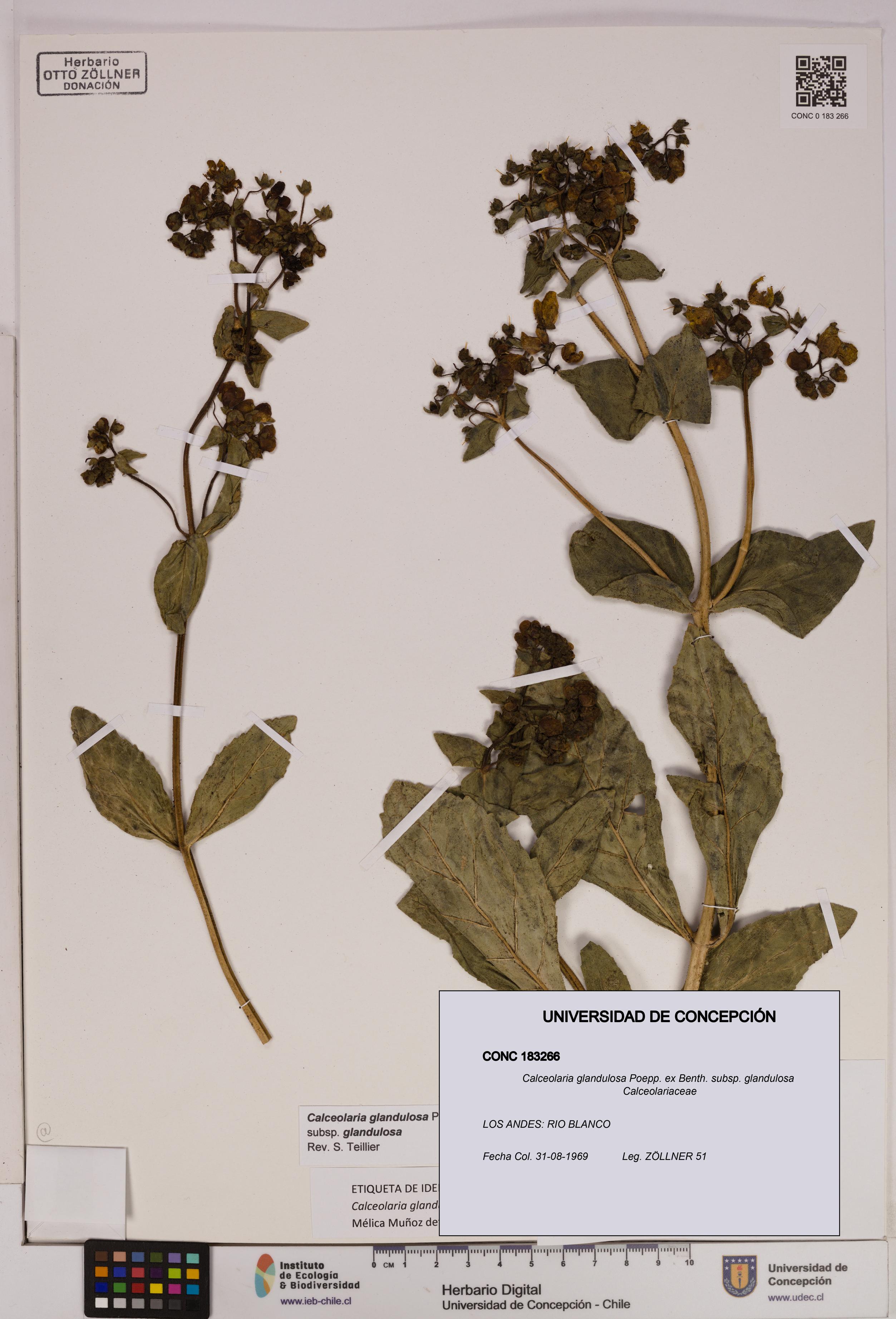 Calceolaria glandulosa [Espécimen: UDEC:CONC:0183266]