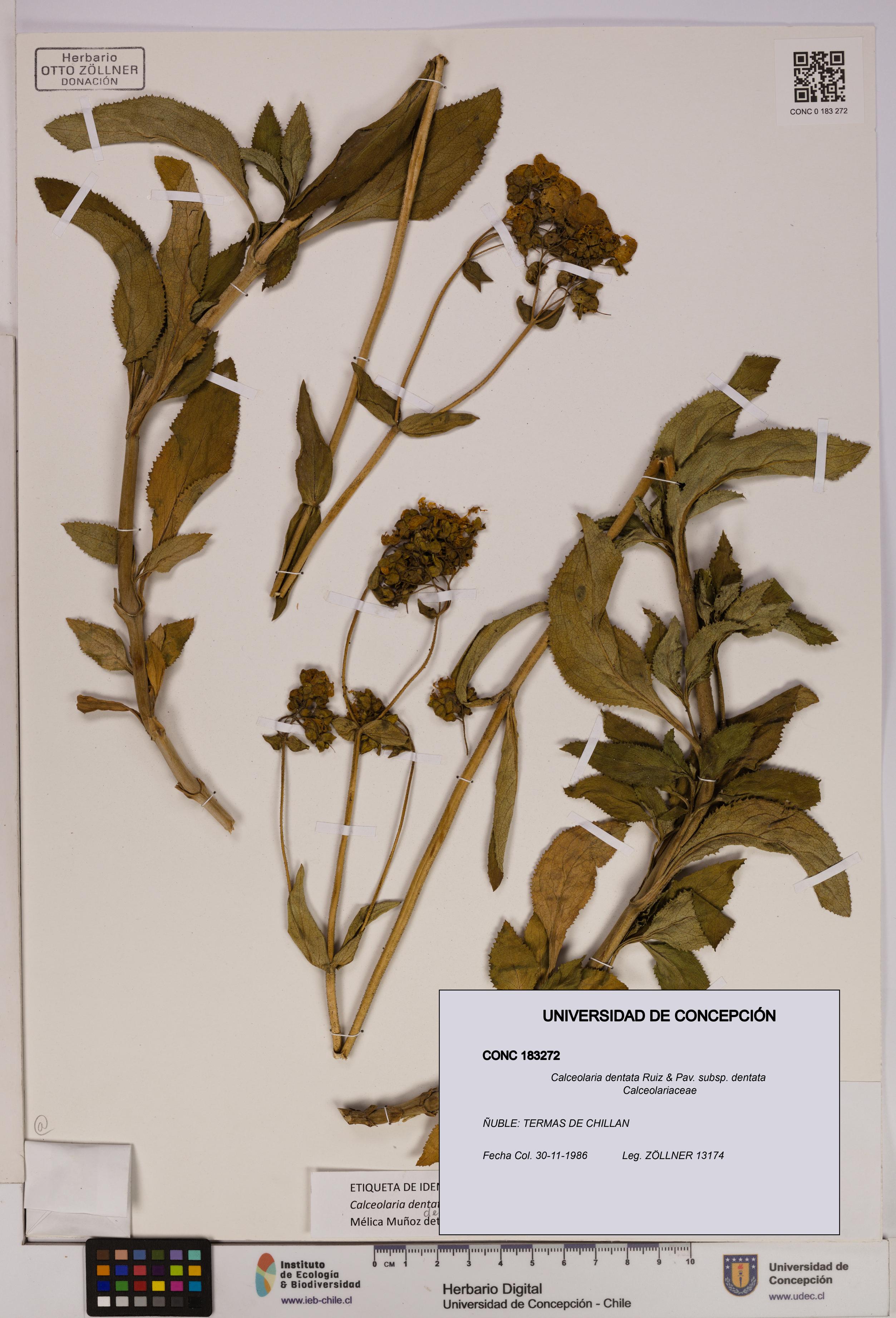Calceolaria dentata subsp. dentata [Espécimen: UDEC:CONC:0183272]