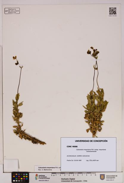 Calceolaria meyeniana subsp. meyeniana [Espécimen: UDEC:CONC:0183282]