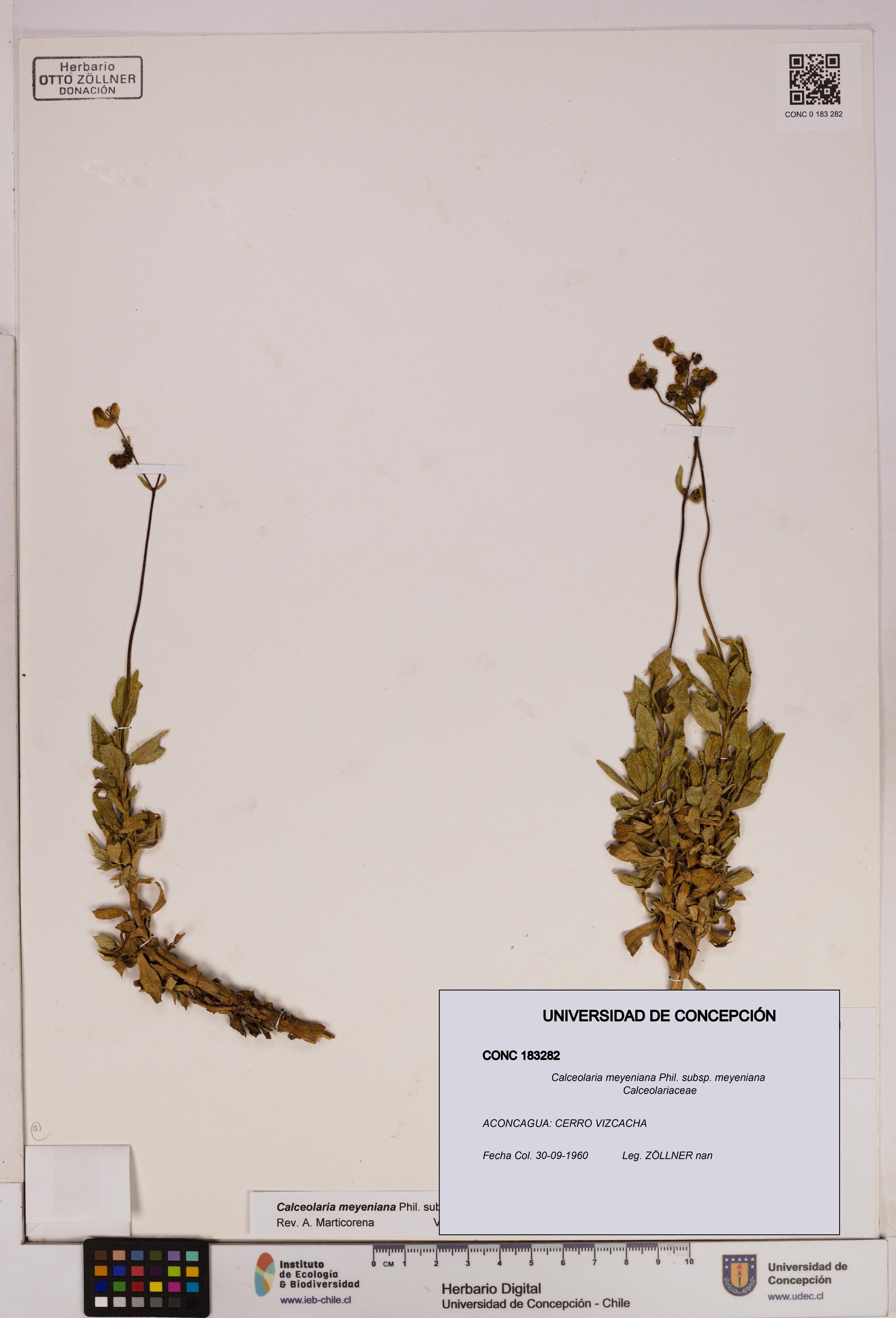 Calceolaria meyeniana subsp. meyeniana [Espécimen: UDEC:CONC:0183282]