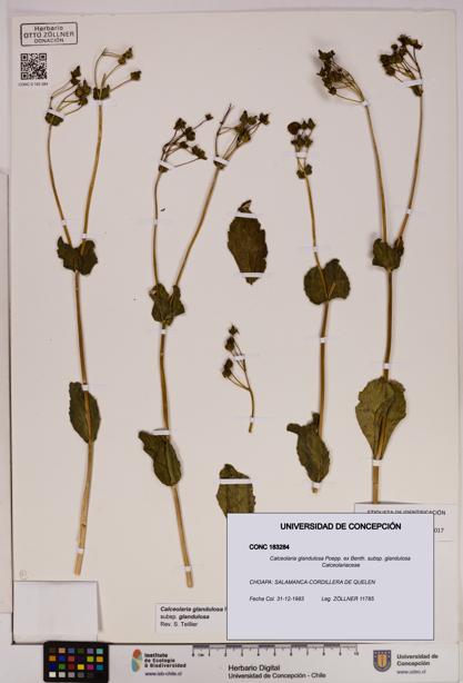 Calceolaria glandulosa [Espécimen: UDEC:CONC:0183284]