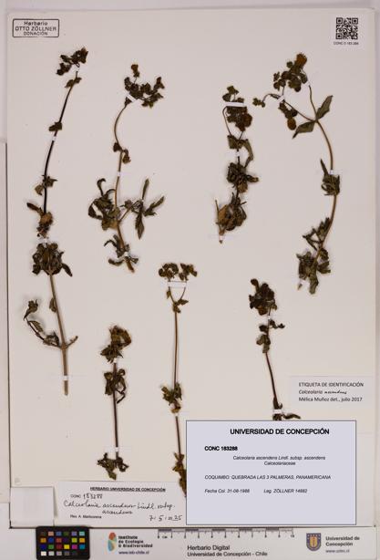 Calceolaria ascendens subsp. ascendens [Espécimen: UDEC:CONC:0183288]