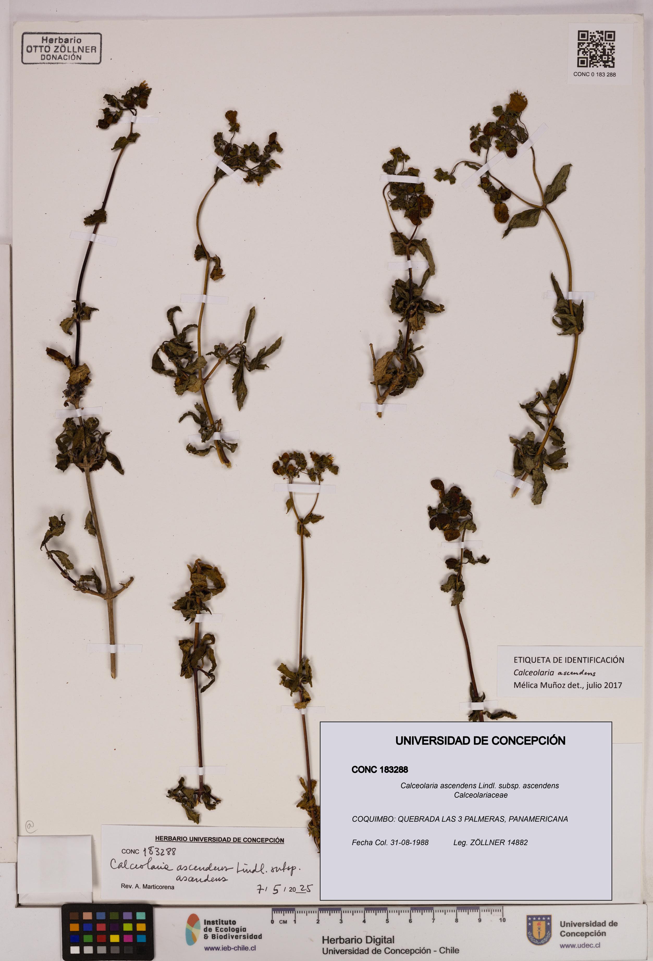 Calceolaria ascendens subsp. ascendens [Espécimen: UDEC:CONC:0183288]