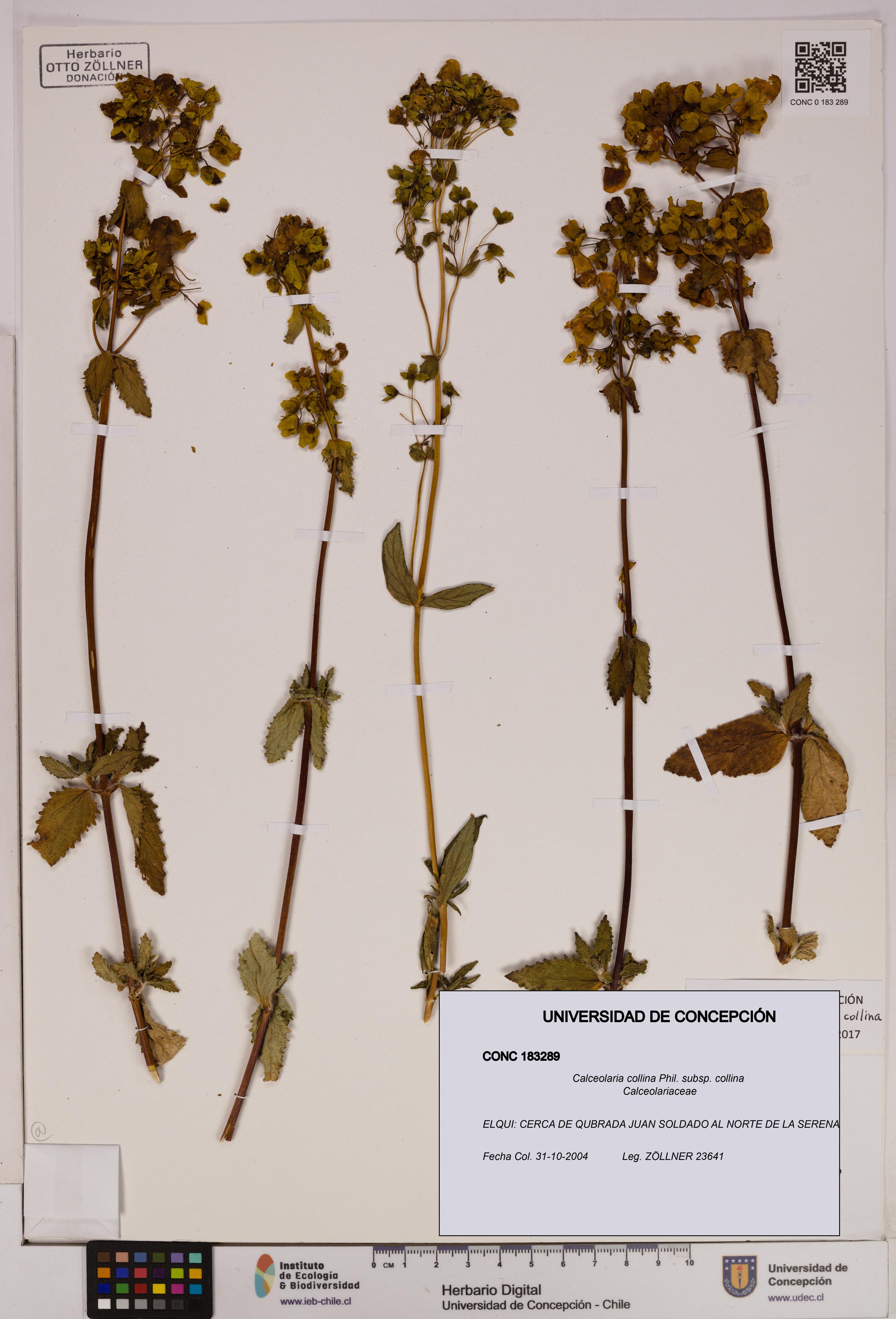 Calceolaria collina subsp. collina [Espécimen: UDEC:CONC:0183289]