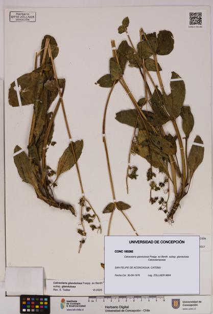 Calceolaria glandulosa [Espécimen: UDEC:CONC:0183292]