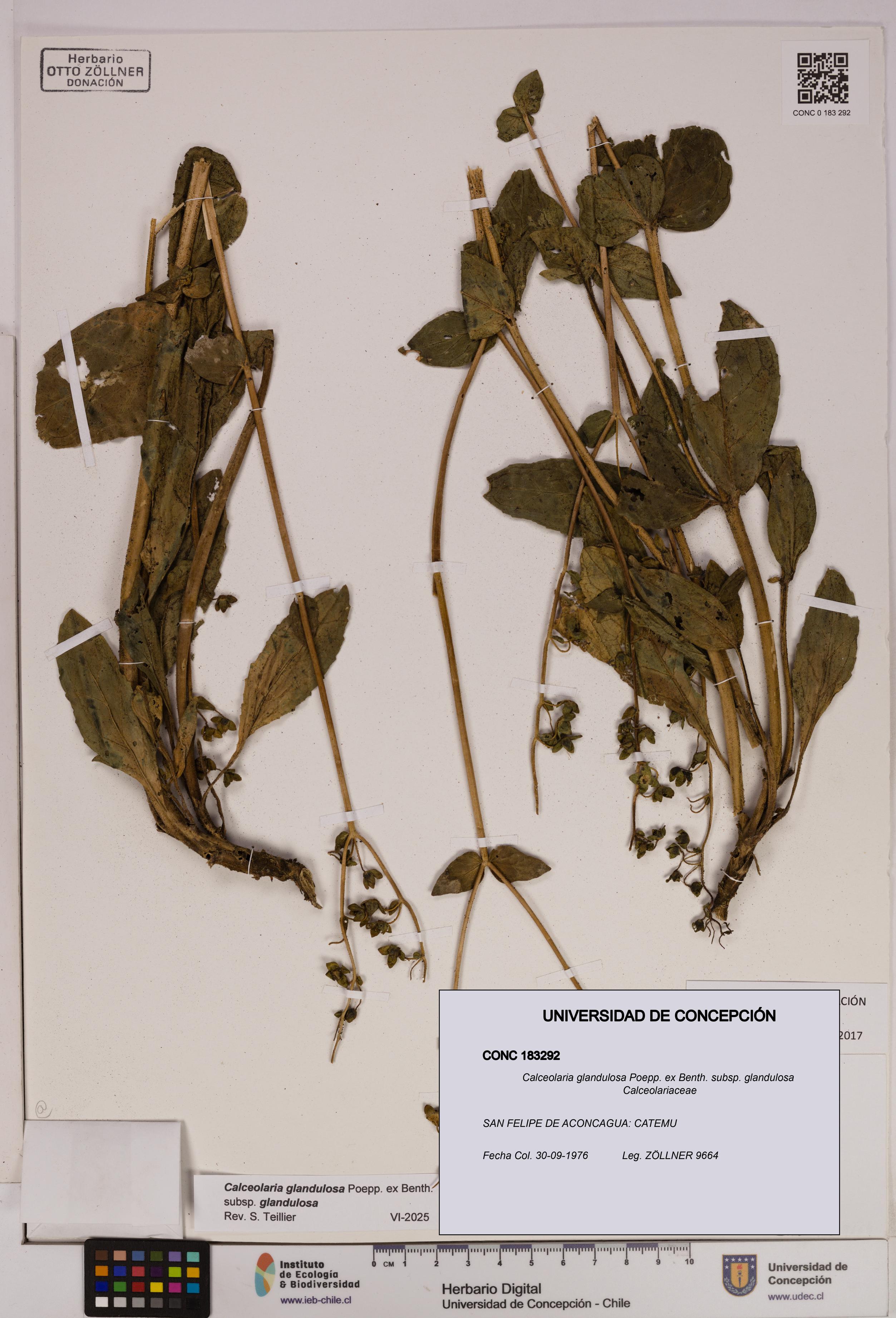 Calceolaria glandulosa [Espécimen: UDEC:CONC:0183292]