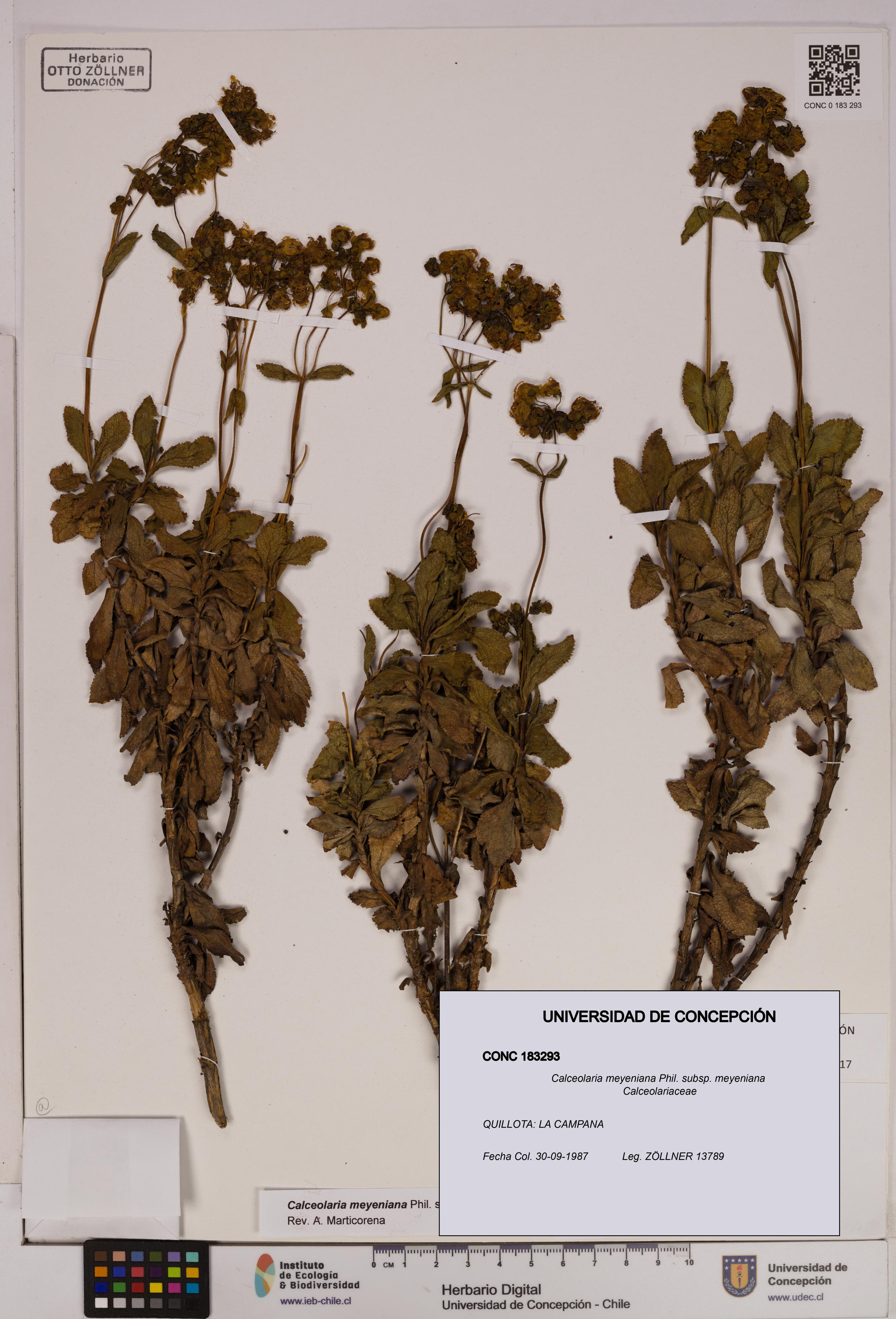 Calceolaria meyeniana subsp. meyeniana [Espécimen: UDEC:CONC:0183293]
