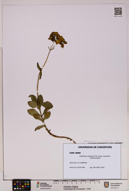 Calceolaria meyeniana subsp. meyeniana [Espécimen: UDEC:CONC:0183294]