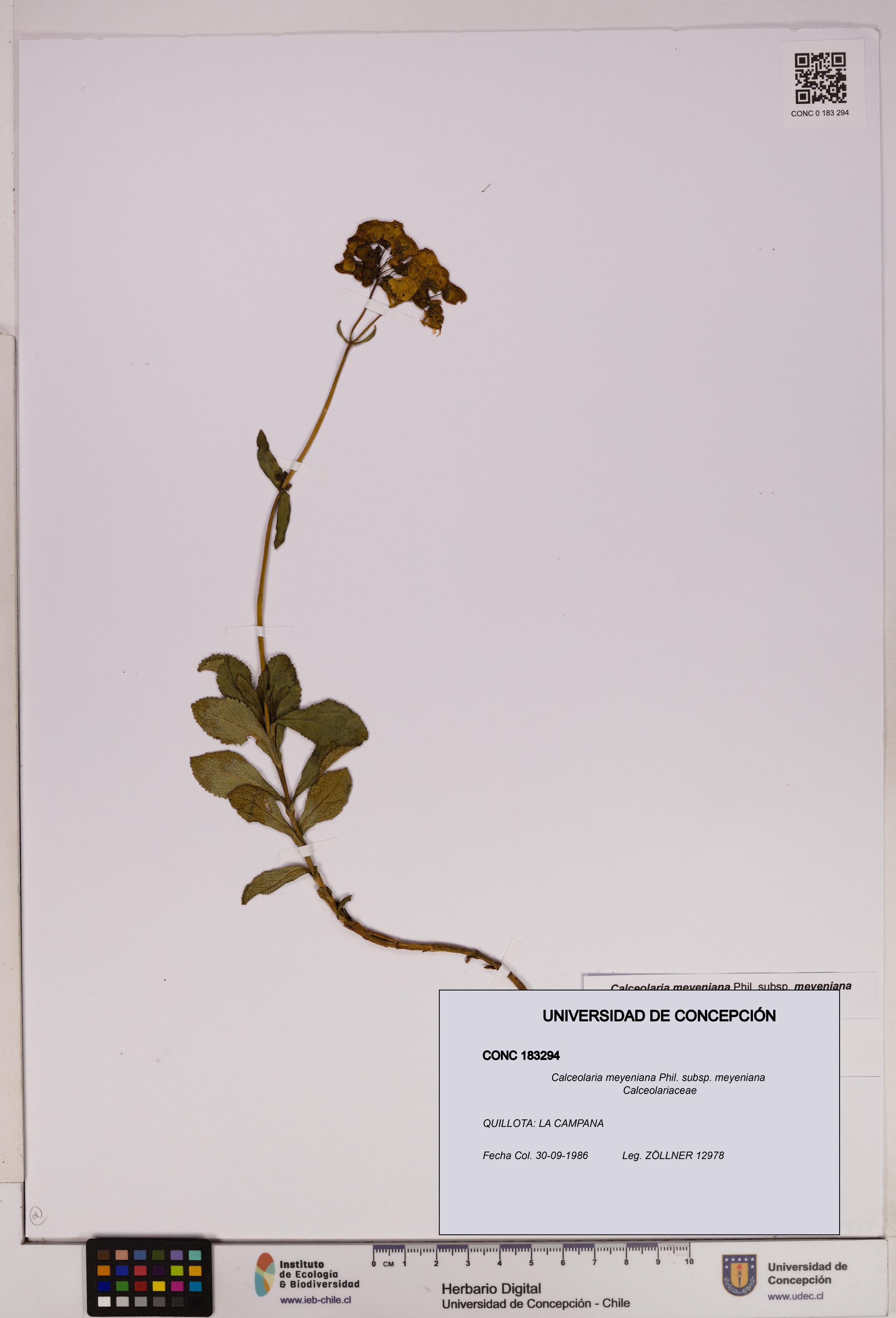 Calceolaria meyeniana subsp. meyeniana [Espécimen: UDEC:CONC:0183294]