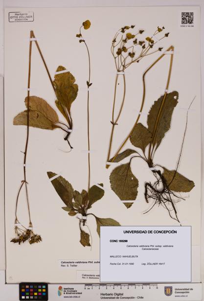 Calceolaria valdiviana subsp. valdiviana [Espécimen: UDEC:CONC:0183299]