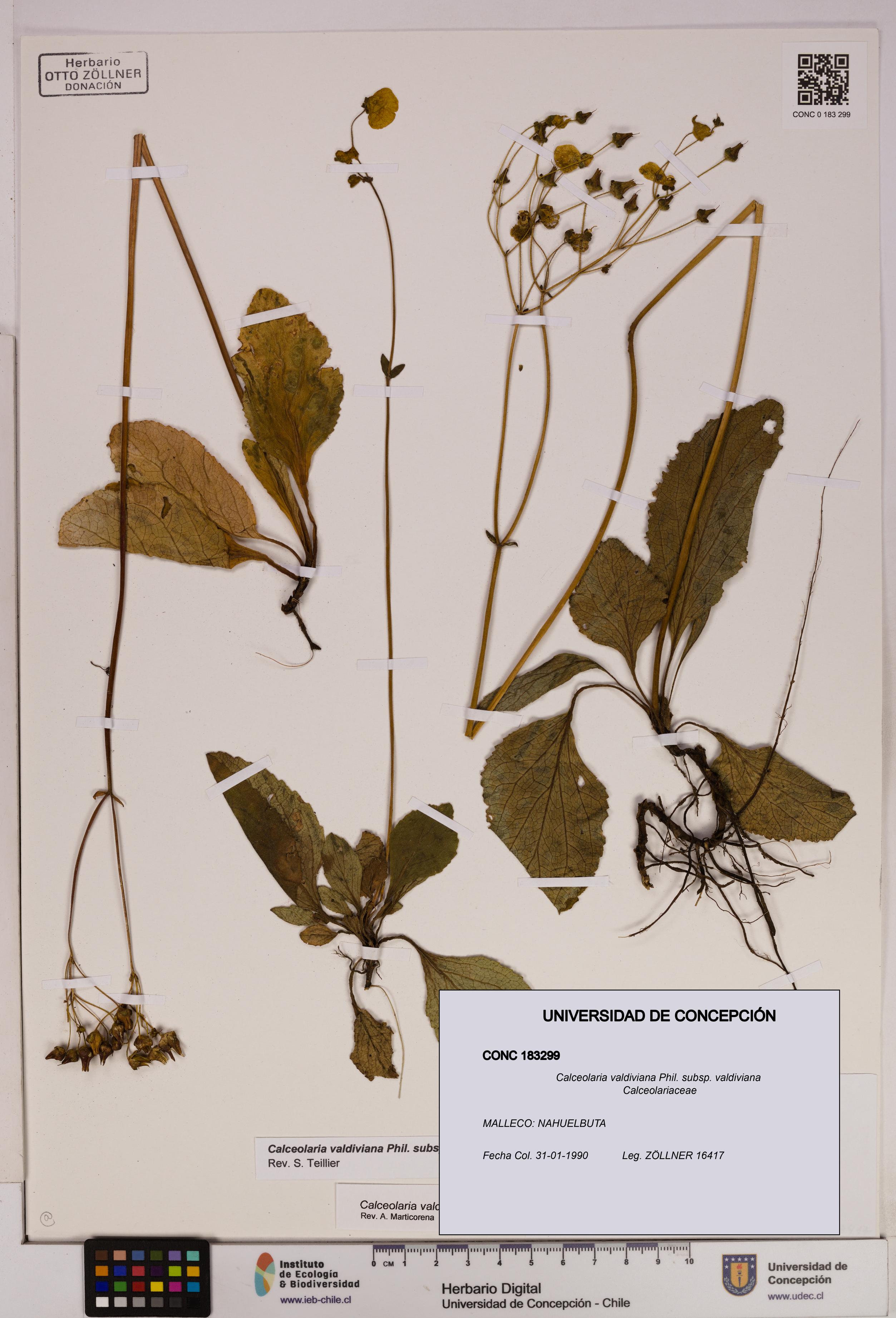 Calceolaria valdiviana subsp. valdiviana [Espécimen: UDEC:CONC:0183299]
