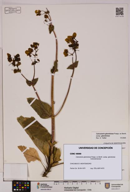 Calceolaria glandulosa [Espécimen: UDEC:CONC:0183300]