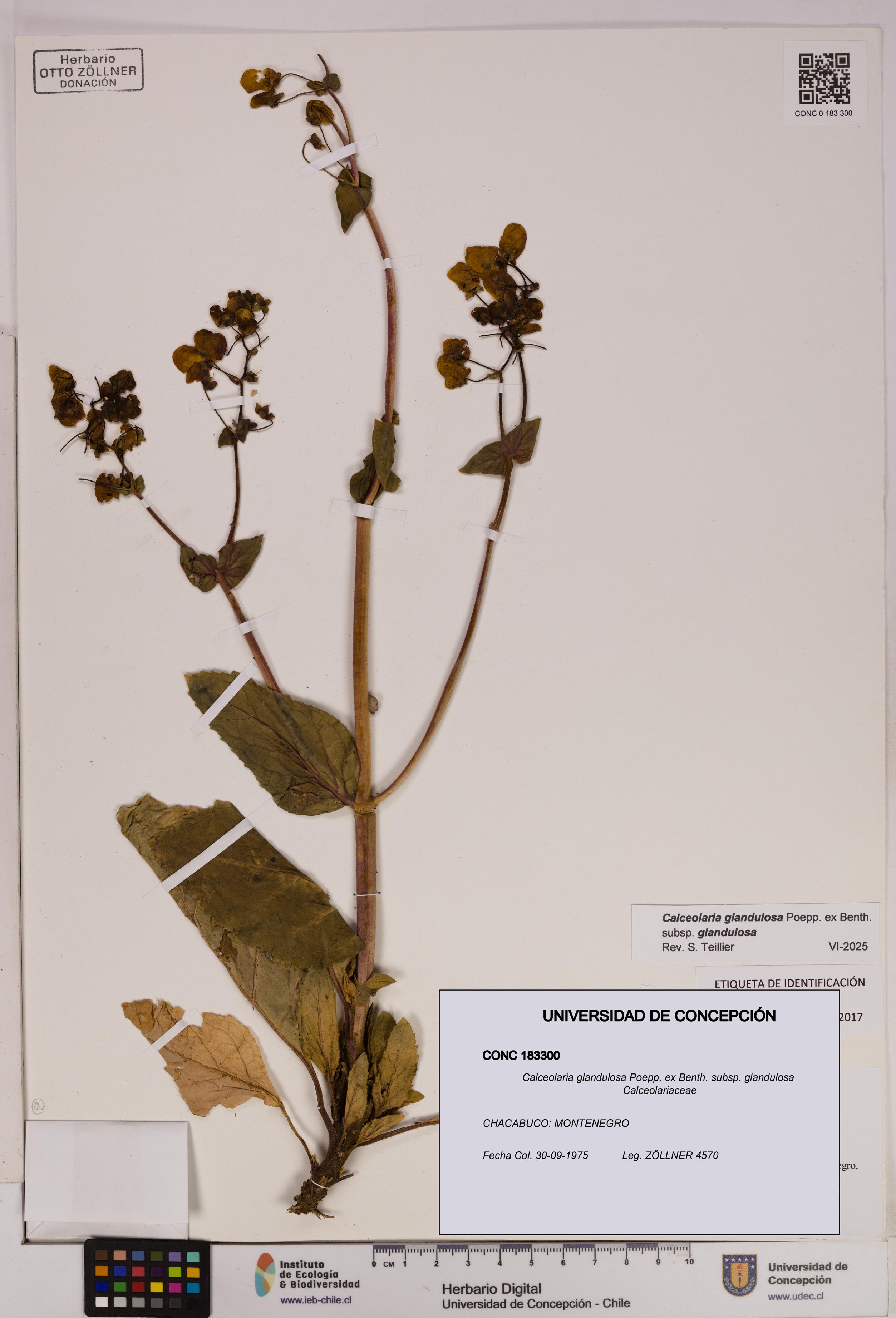 Calceolaria glandulosa [Espécimen: UDEC:CONC:0183300]