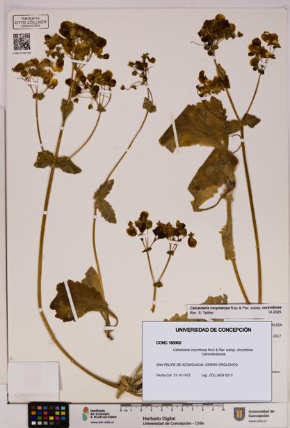 Calceolaria corymbosa [Espécimen: UDEC:CONC:0183302]
